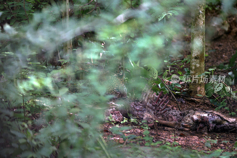 动物:成年雌豹(Panthera pardus)。